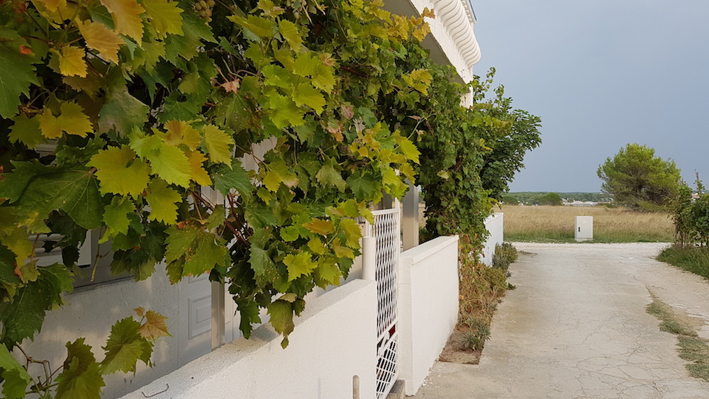Galaxy S7 vino sirka Galaxy S7 vino sirka