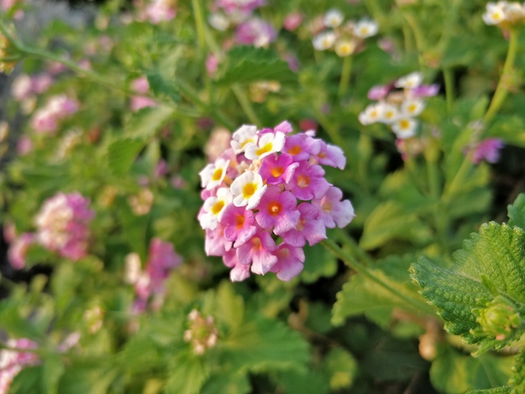OnePlus 5 fototest 9 OnePlus 5 fototest 9