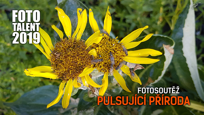 pulsujici priroda web